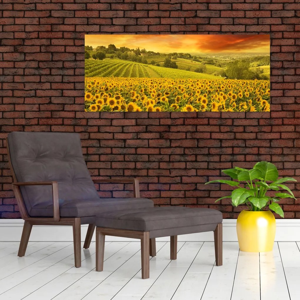 Kép - Napraforgó mező (120x50 cm)