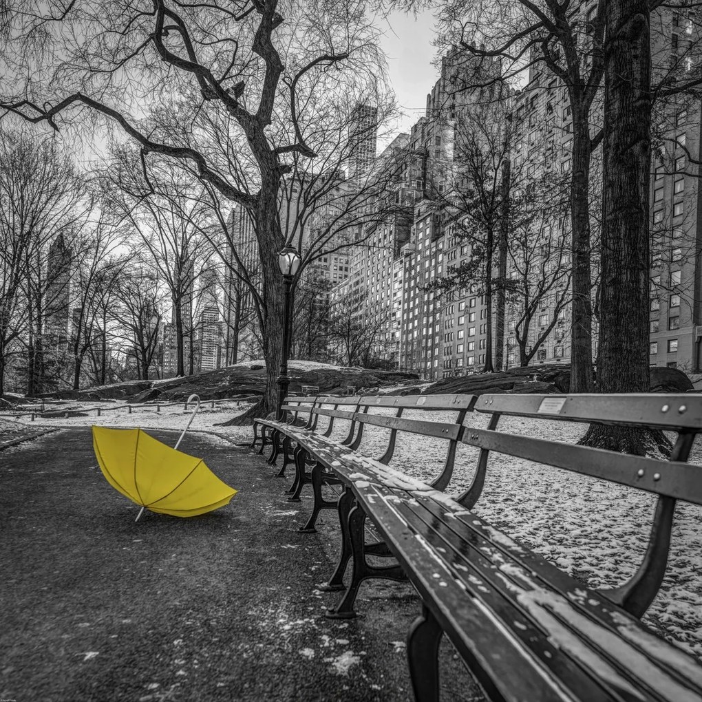 Poszter 80x80cm Sárga esernyő az ösvényen a Central Parkban 2, Assaf Frank