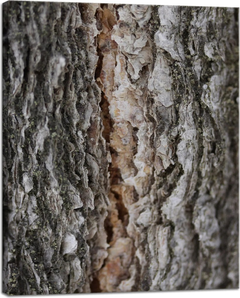 Vászonkép Természet Fakéreg Varázslat Erdő Fák 40x50