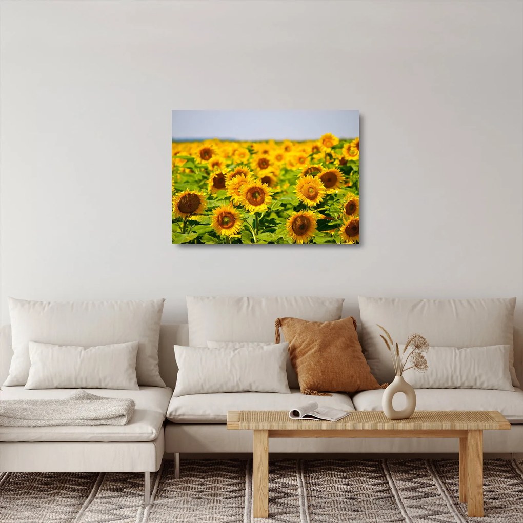 Üveg kép - Napraforgók (70x50 cm)