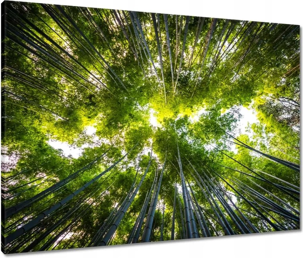 Vászonkép 80x60 Bambusz trópusi erdő