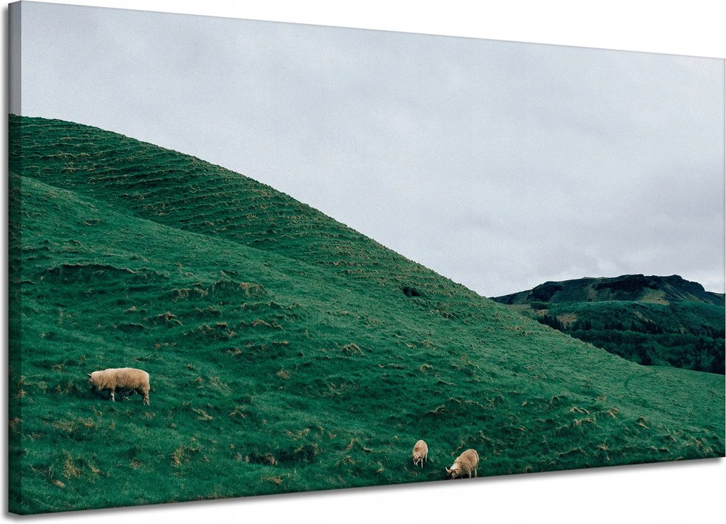 Vászonkép Természet Legelő Bárányok Hegyek 120x70