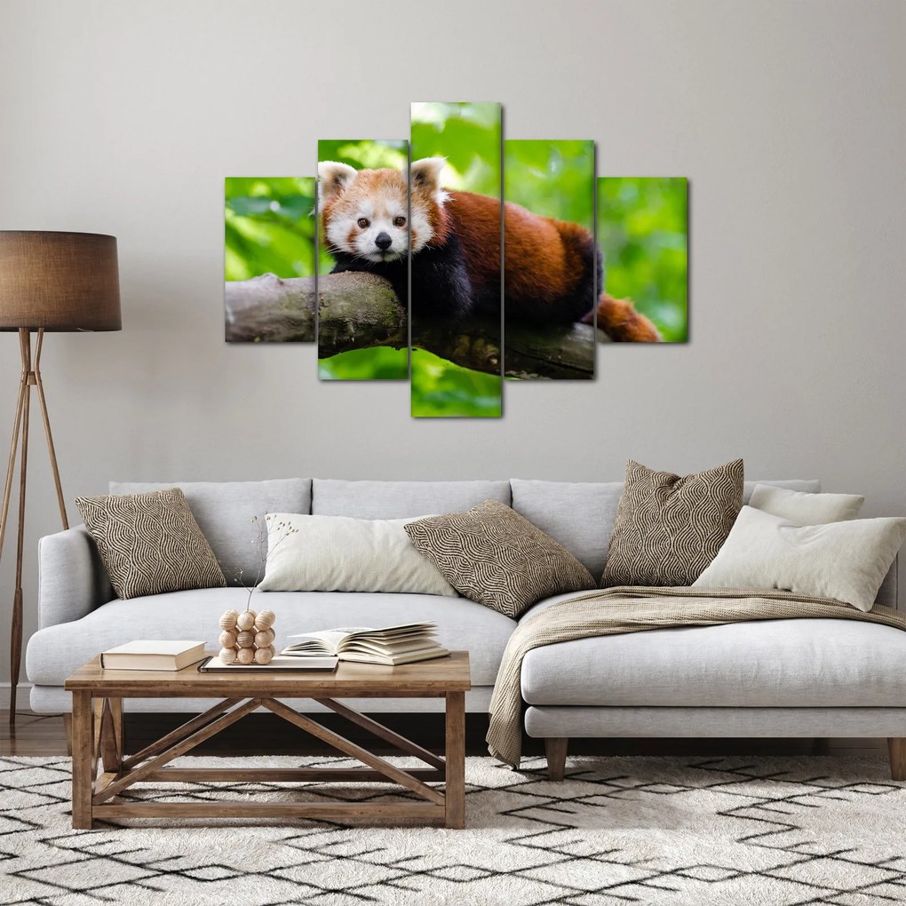 A vörös panda képe (150x105 cm)