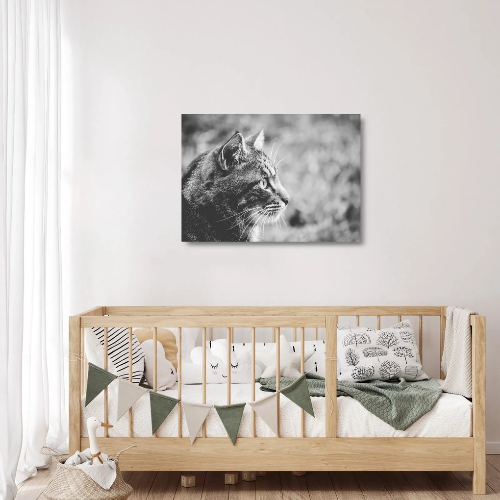 Kép - Macska (üvegen) (70x50 cm)