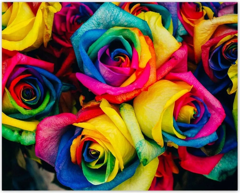 Poszterek 50x40 Színes rózsák Virágok