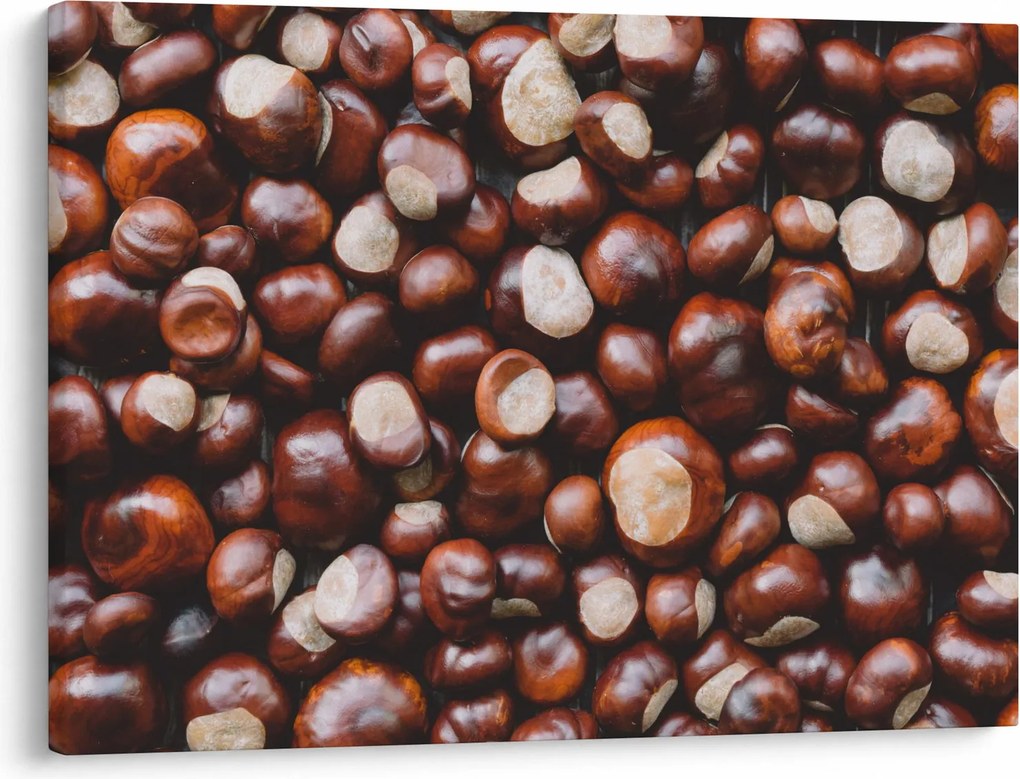 Kép - Érett gesztenye (70x50 cm)