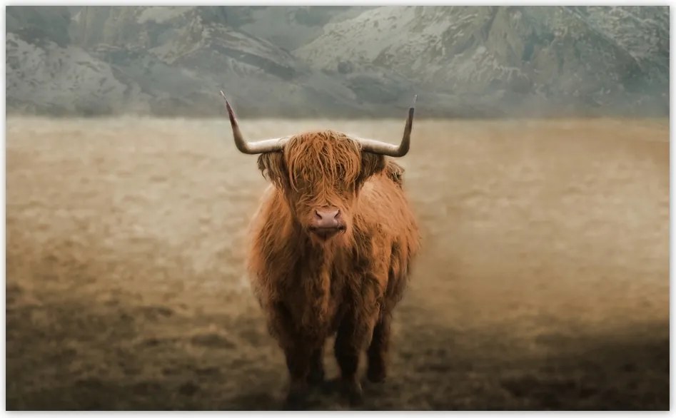 Fotótapéta flizelina 520x318 Skót tehén szarvasmarha