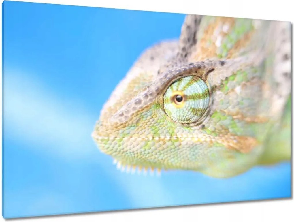 Festmények 120x80 Kaméleon