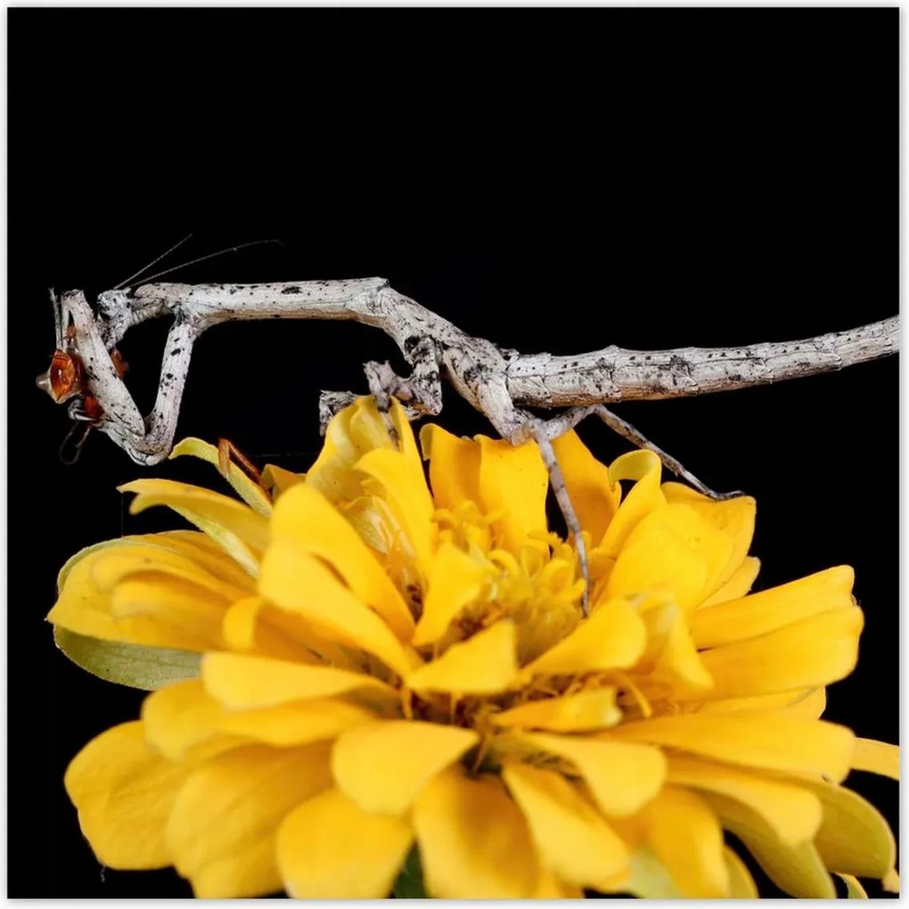 Poszterek 100x100 Sáska popa spurca