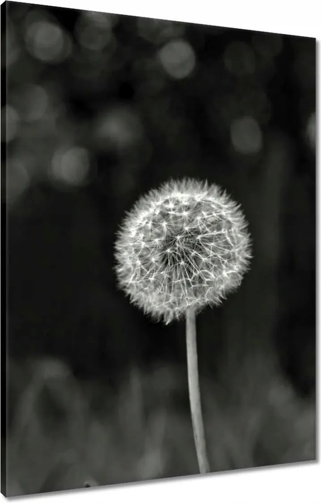 Vászonkép 60x80 Pitypang Virág Makro