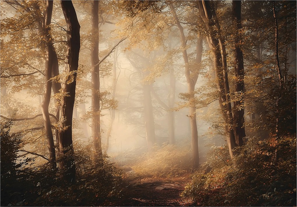 Fotótapéta Erdő Fák Természet Hálószoba Nappali Tapéta Flizelina 400x280