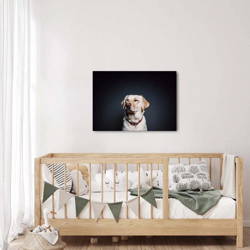 Labrador képe (70x50 cm)