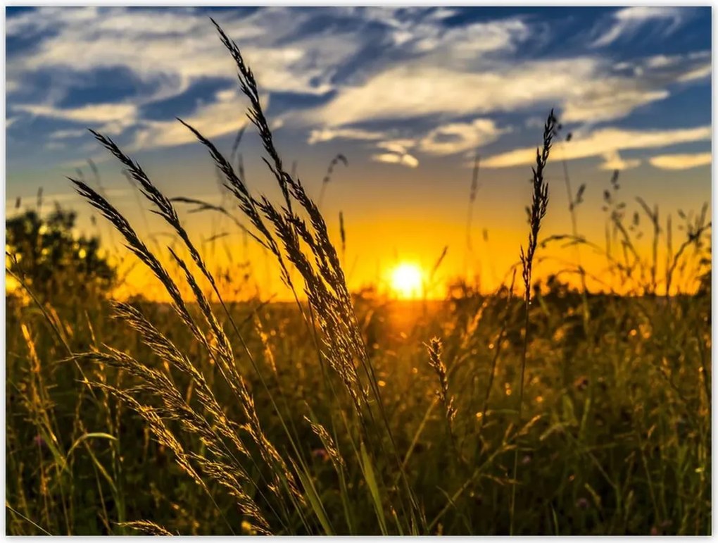 Poszterek 40x30 Naplemente a füvek között