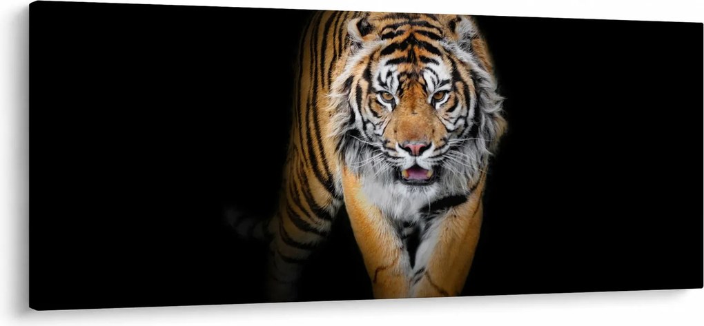 Kép - Tigris (120x50 cm)