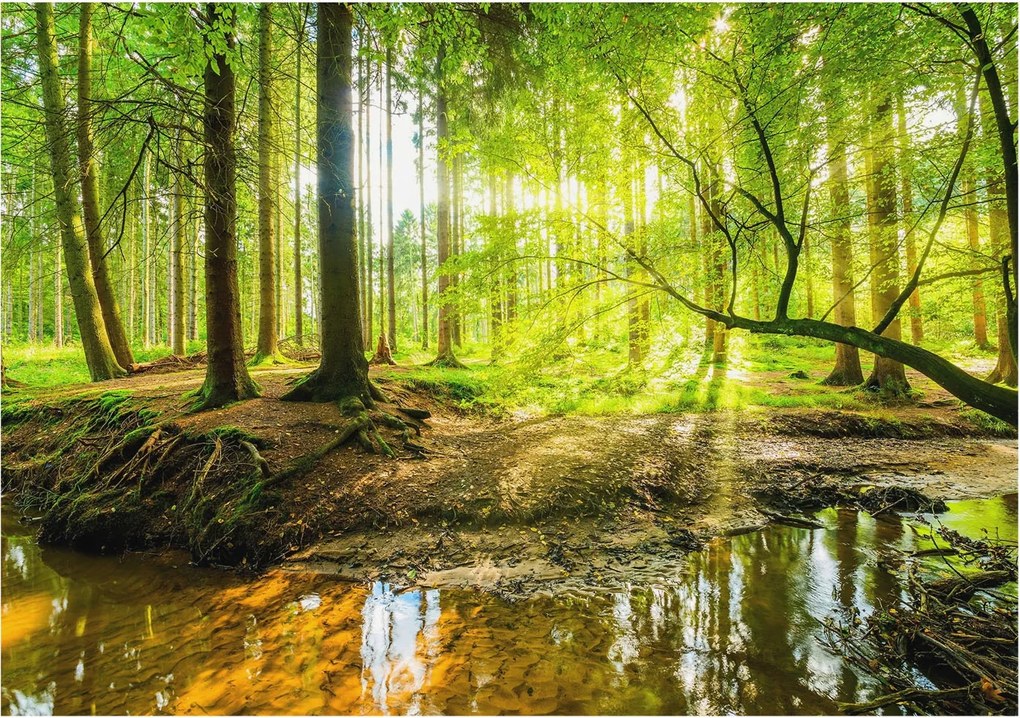 Stílusos Dekoratív Fotótapéta Flizelin Zöld táj 312x219 Ragasztó