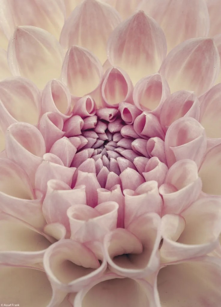 Poszter 20,5x28,4cm Dália virág, Assaf Frank