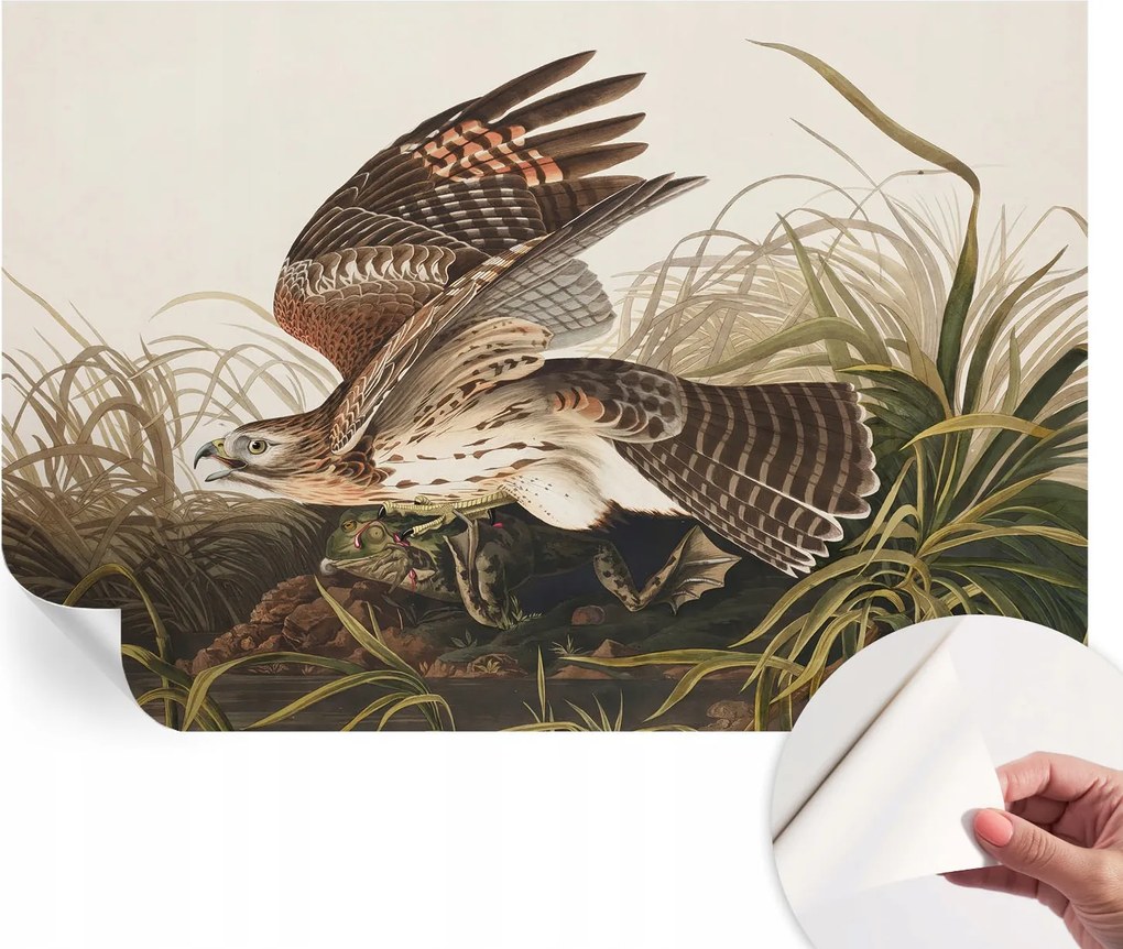 Design fali fotótapéta öntapadós szárnyas szépség 104x70 cm