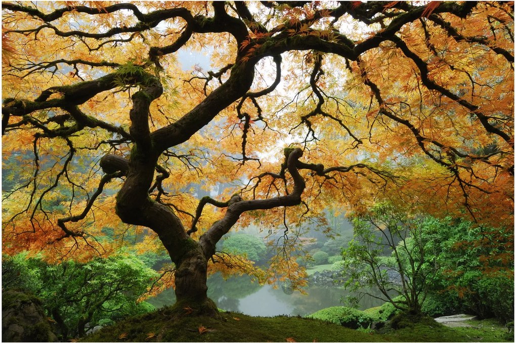 Egy sárga japán juhar képe, Portland, Oregon (90x60 cm)