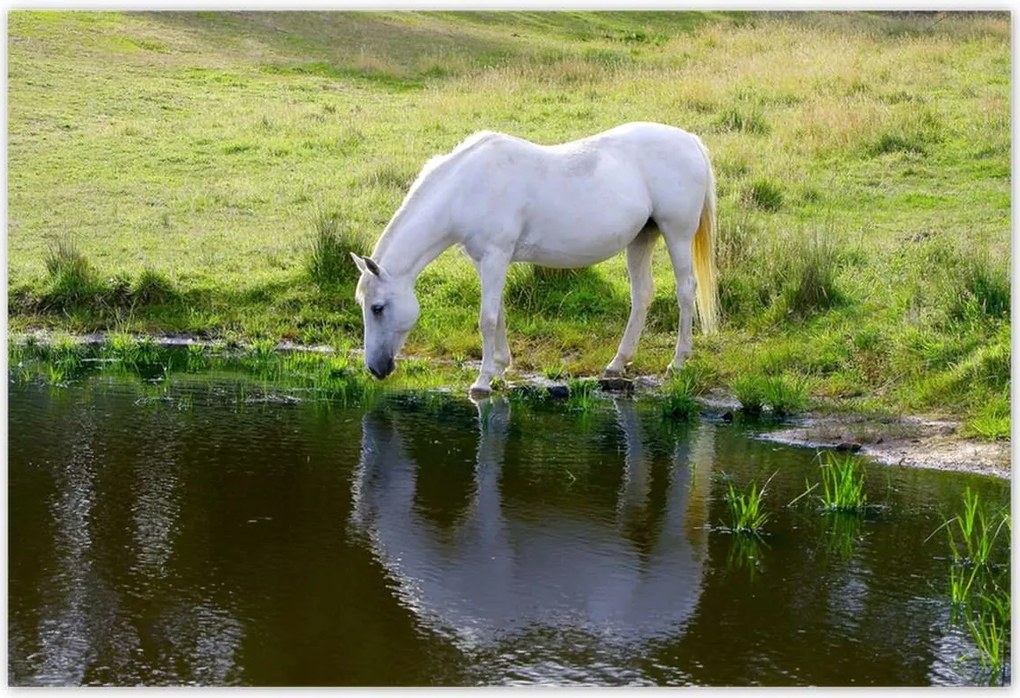Poszterek 155x105 Fehér ló