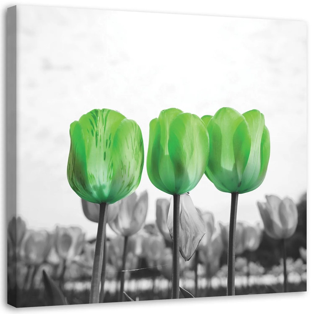 Gario Vászonkép Zöld tulipánok a réten Méret: 40 x 40 cm