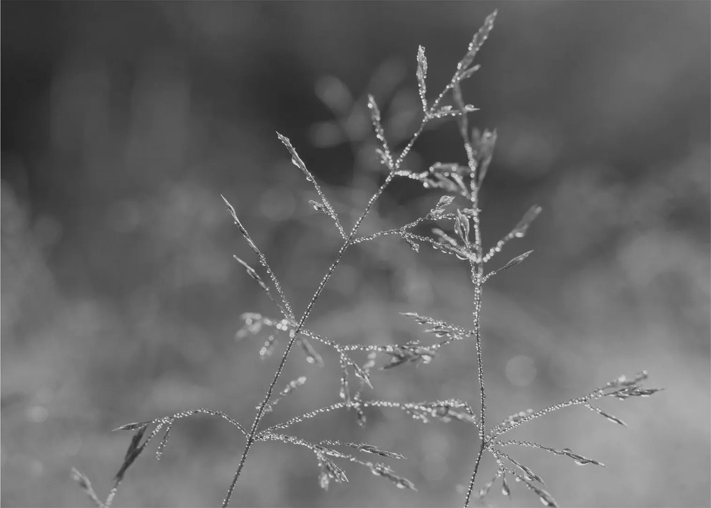Kép - Vidéki rét (70x50 cm)