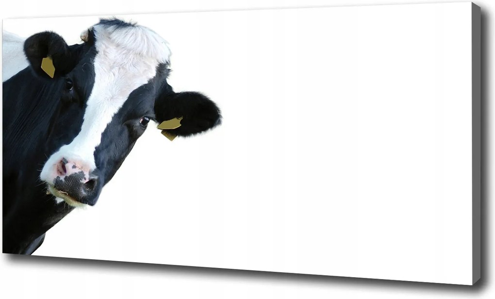 Fotótapéta nappaliba Tehén 100x70 cm