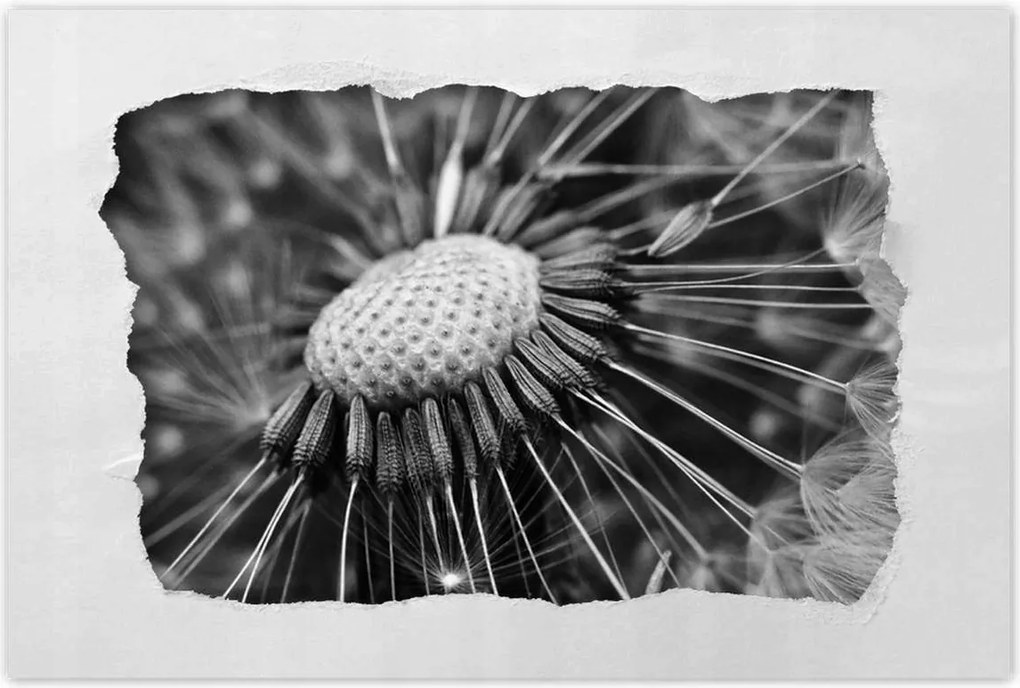 Poszterek 60x40 Pitypang Virág Virágok