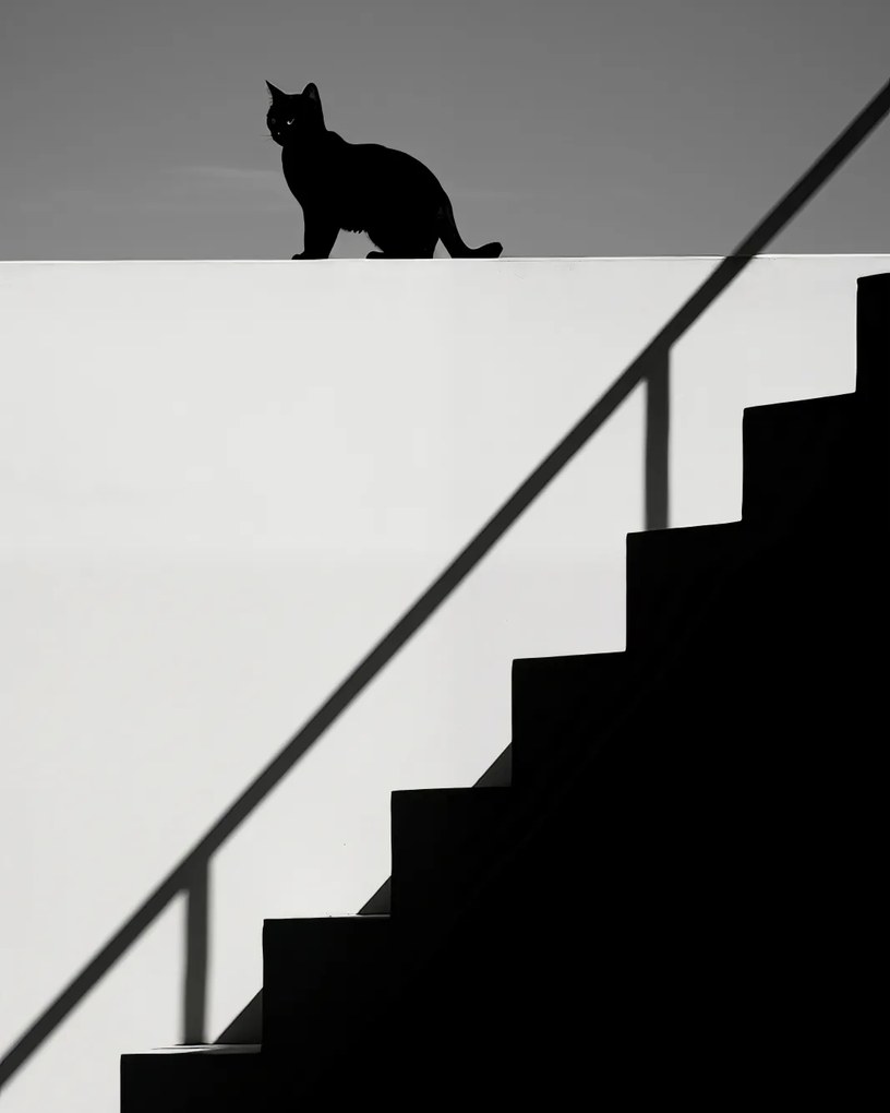 Poszter 40x50cm Sziluett és szimmetria