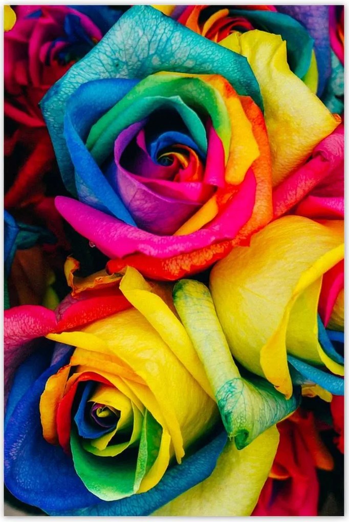 Poszterek 80x120 Színes rózsák Virágok