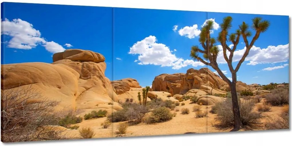 Vászonkép 150x70 Kaktusz a sivatagban