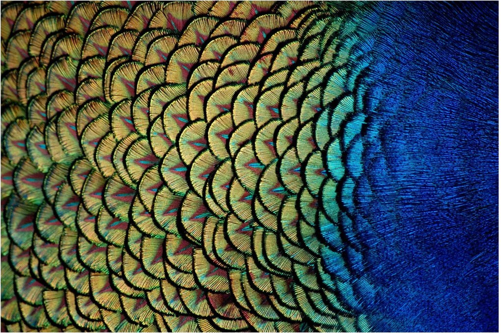 Kép - Pávatollak (90x60 cm)