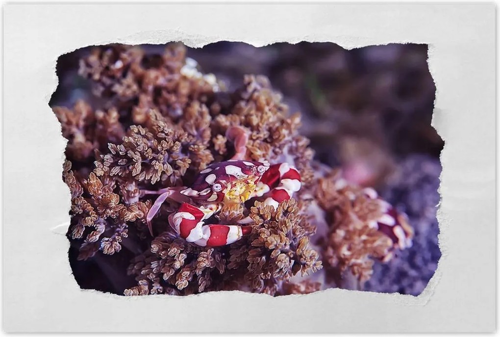 Poszterek 60x40 Kék tengeri világ