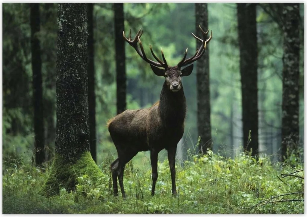 Poszterek 100x70 Szarvas Erdő Tájkép