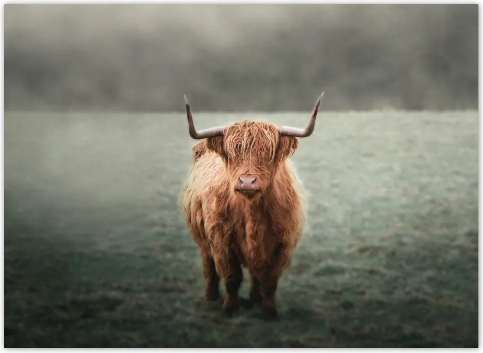 Fotótapéta flizelina 254x184 Skót tehén