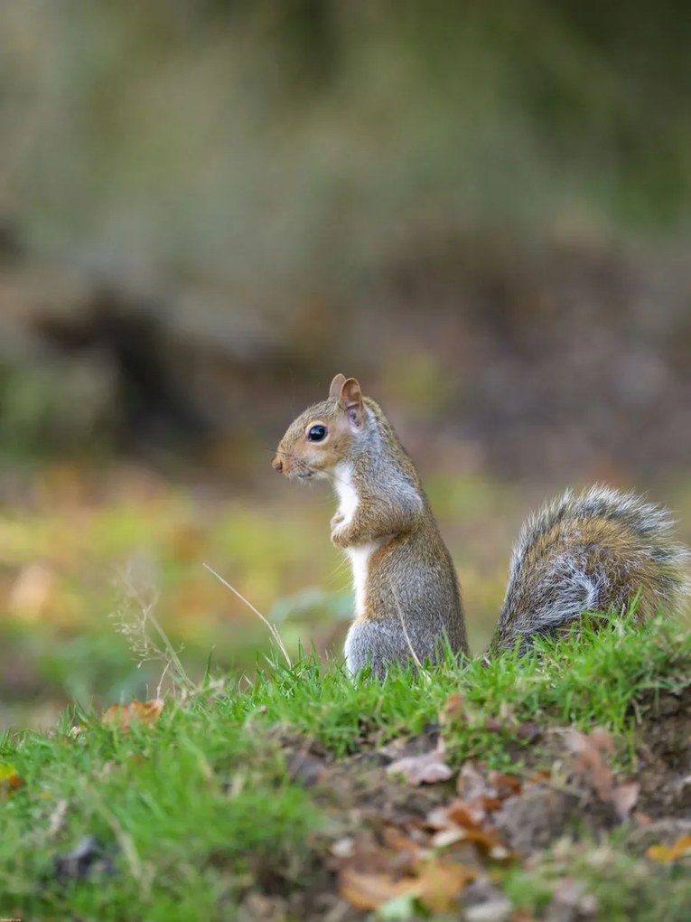 Poszter 60x80cm Mókus a fűben, Assaf Frank