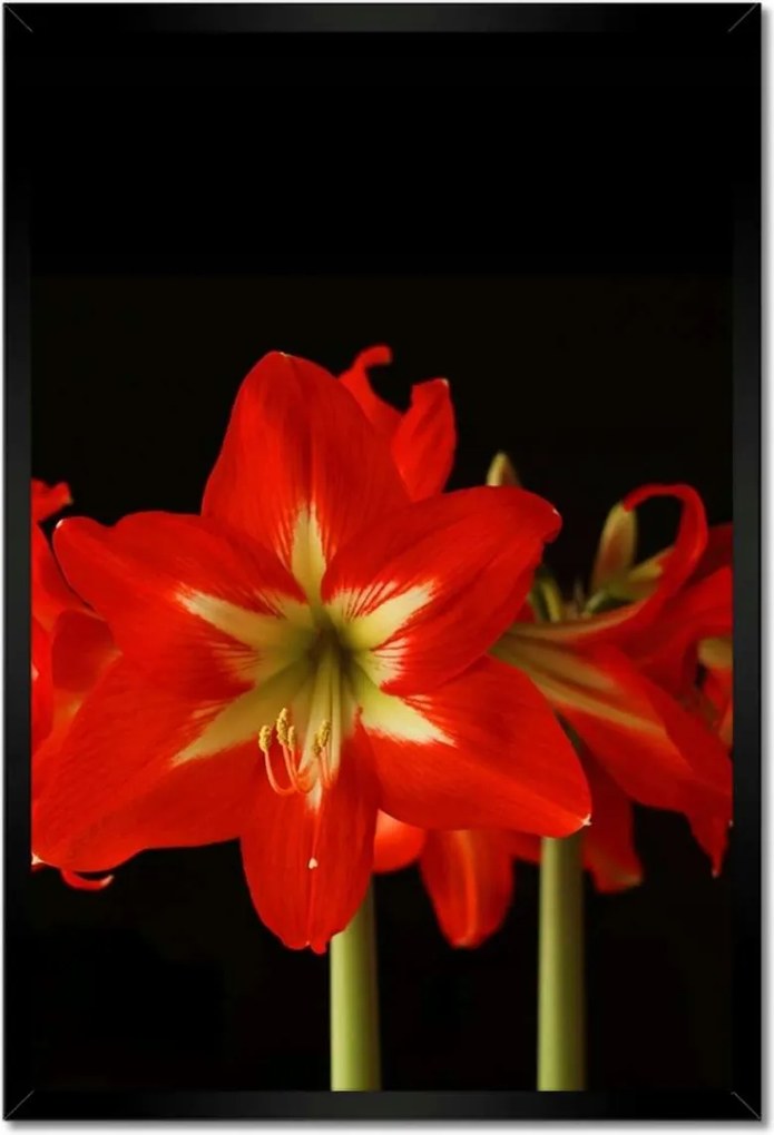 Poszterek keretben 40x60 Amarillisz