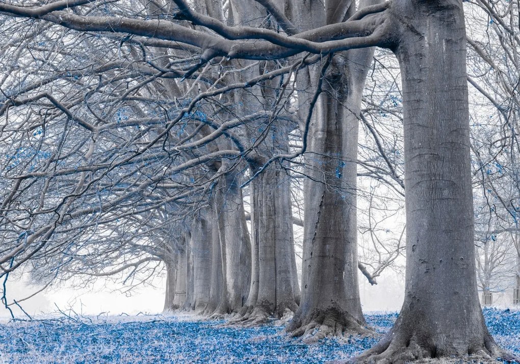 Poszter 100x70cm Fák egy sorban Kék levelek, Assaf Frank