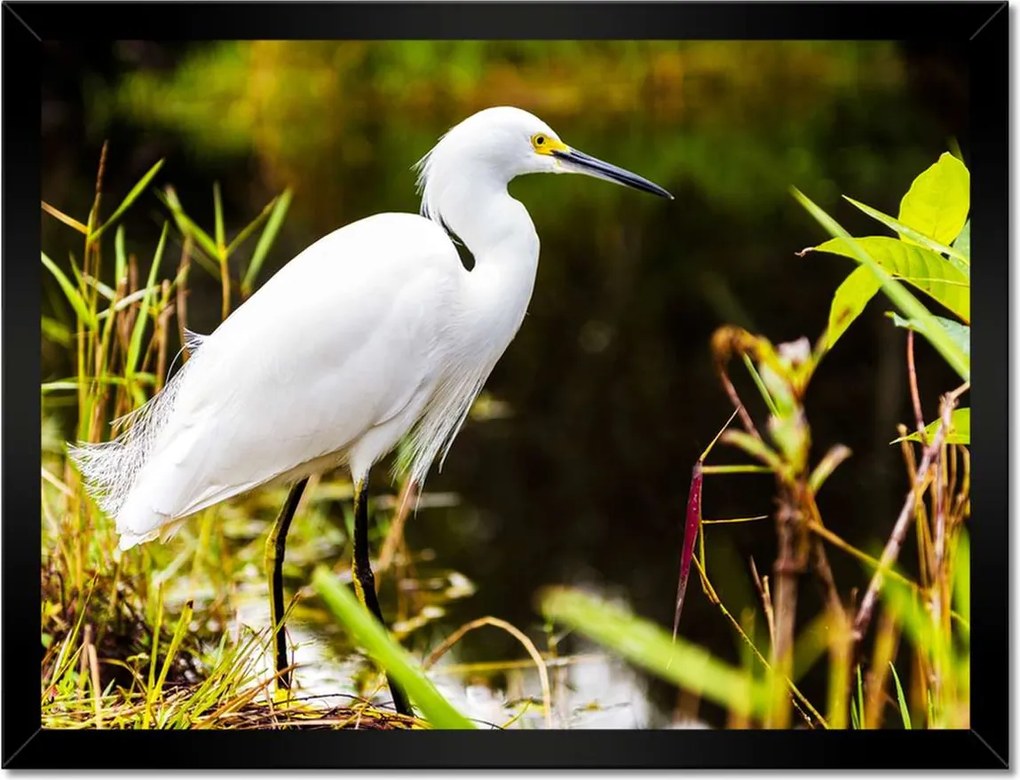 Poszterek keretben 40x30 Kalapos madár Tájkép Kilátás