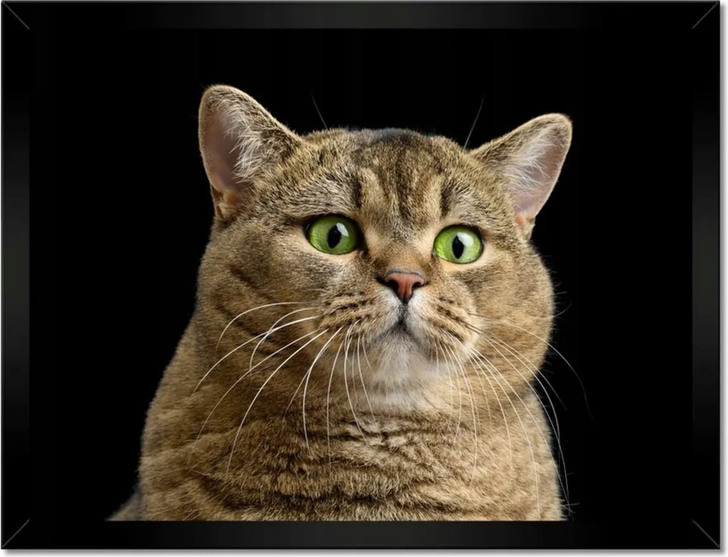 Poszterek keretben 40x30 Skót cica