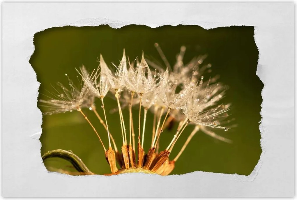 Poszterek 120x80 Pitypang pitypang