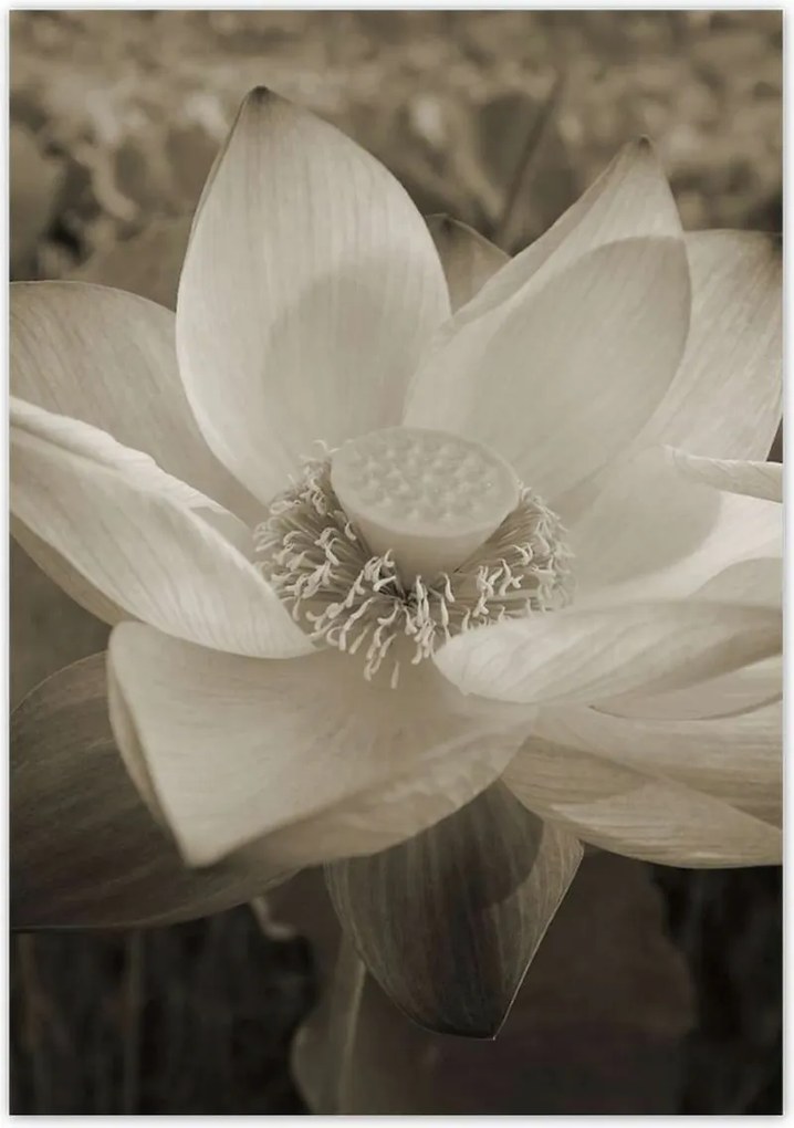 Poszterek 70x100 Lótusz Lótuszvirág