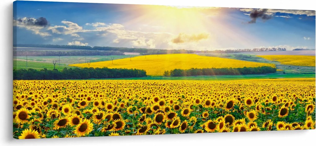 Kép - Napraforgó mező (120x50 cm)