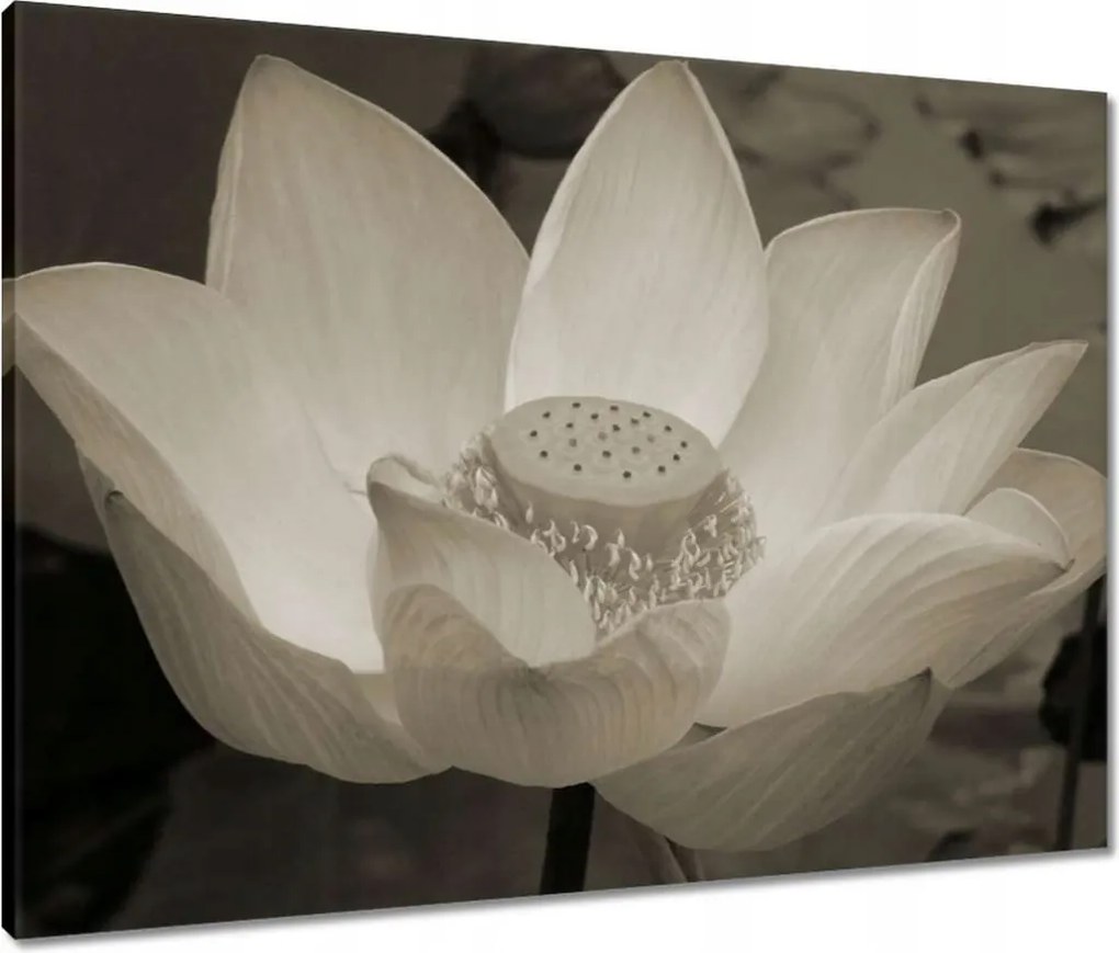 Vászonkép 80x60 Lótuszvirág