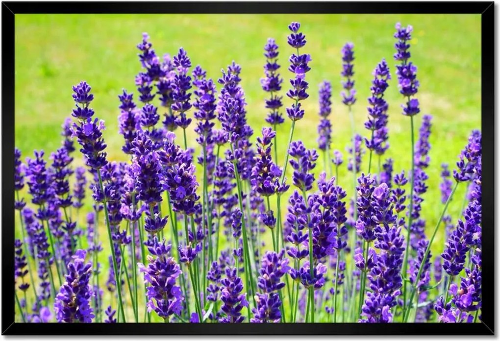 Poszter keretben 60x40 Levendula virágok