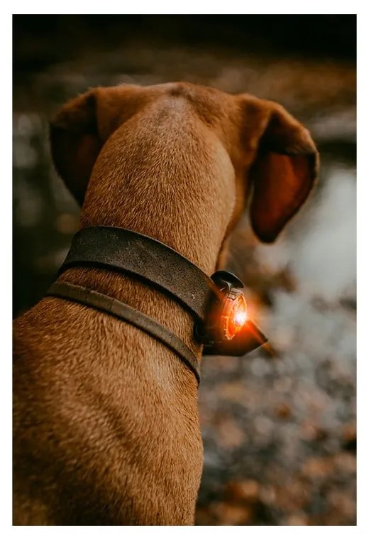 LED fény nyakörvre Amber - Orbiloc