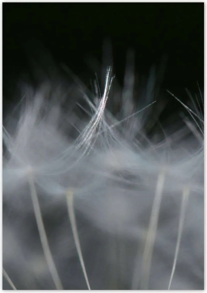 Poszterek 70x100 Pitypang Virág Virágok