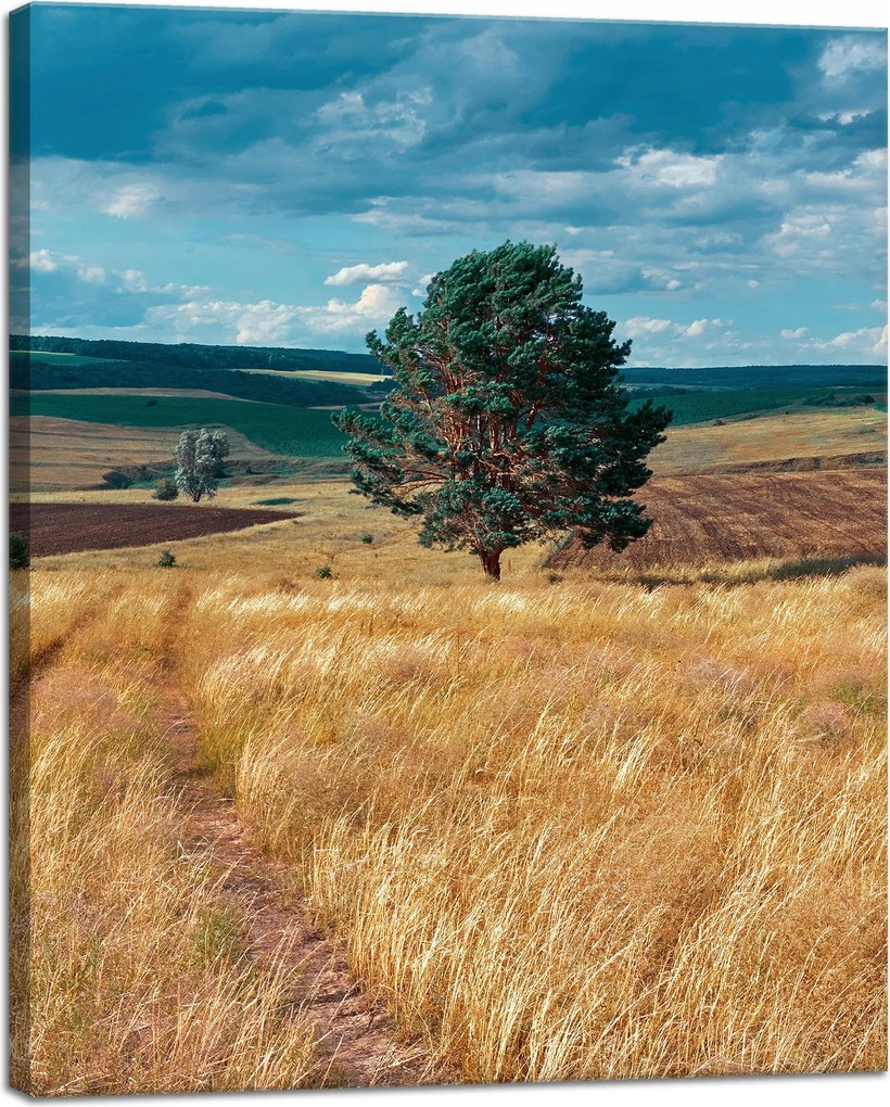 Vászonkép Gabonamező Természet Felhők Tájkép 40x50 cm