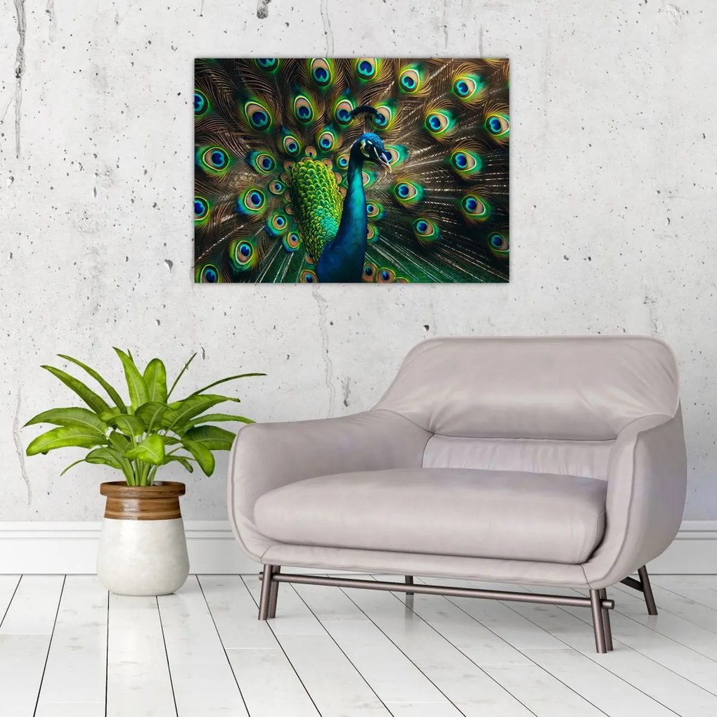 Üveg kép – Pávatoll (70x50 cm)