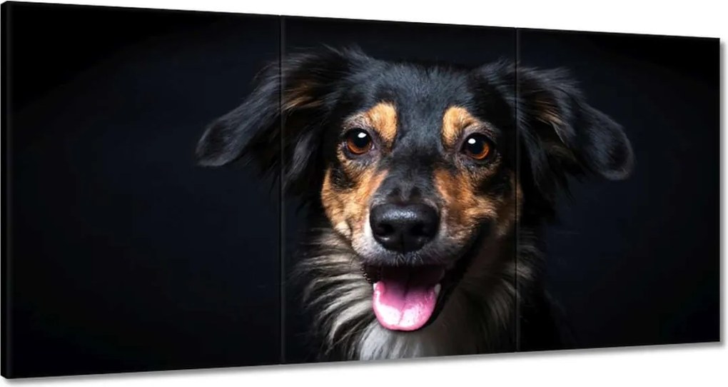 Festmények 180x90 Border Collie portré