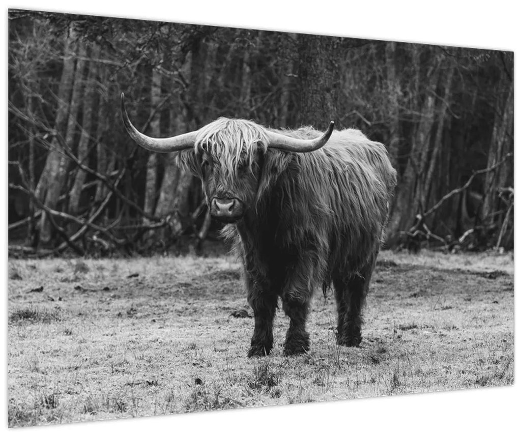Kép - Skót tehén (90x60 cm)